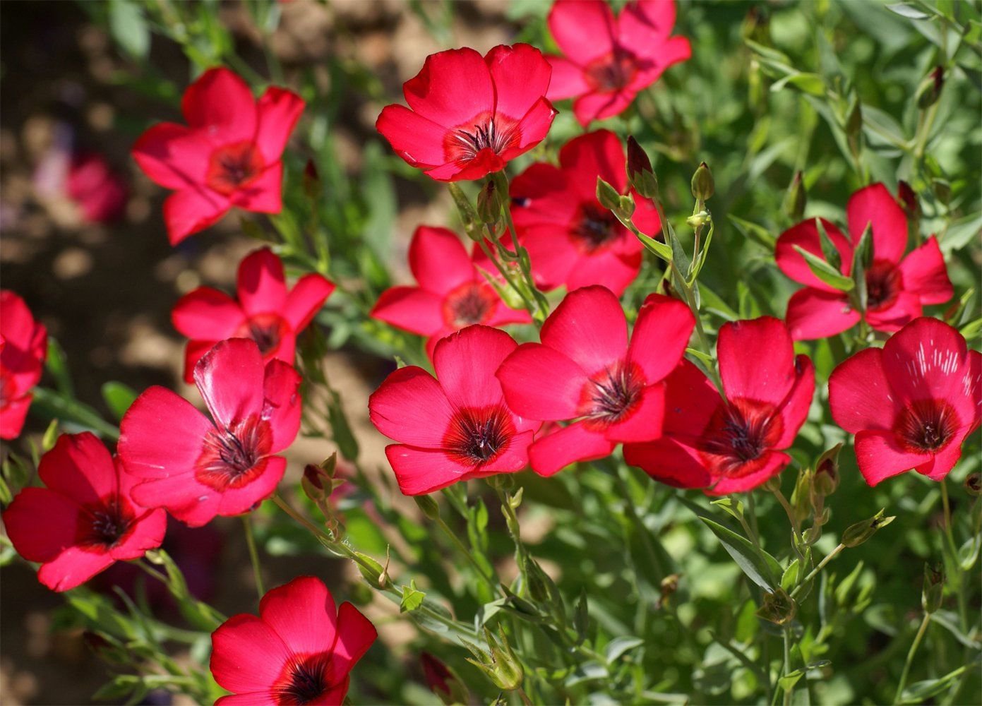 Scarlet Flax Seeds, Beautiful Bright Red Flowers, Heat and Drought Tolerant