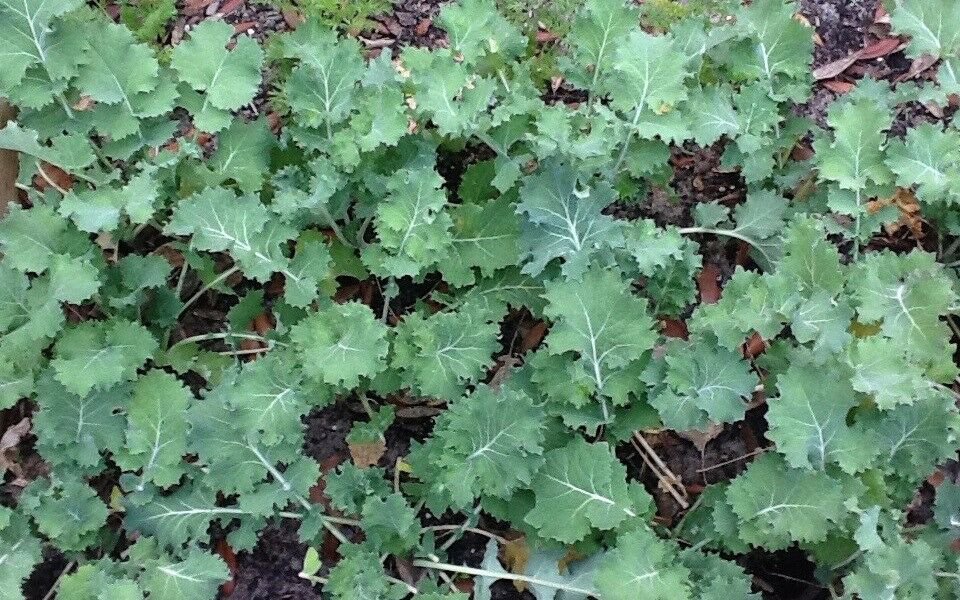 Siberian Dwarf Kale Seeds, NON-GMO, Cruciferous Vegetable, Winter Hardy
