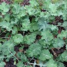Siberian Dwarf Kale Seeds, NON-GMO, Cruciferous Vegetable, Winter Hardy