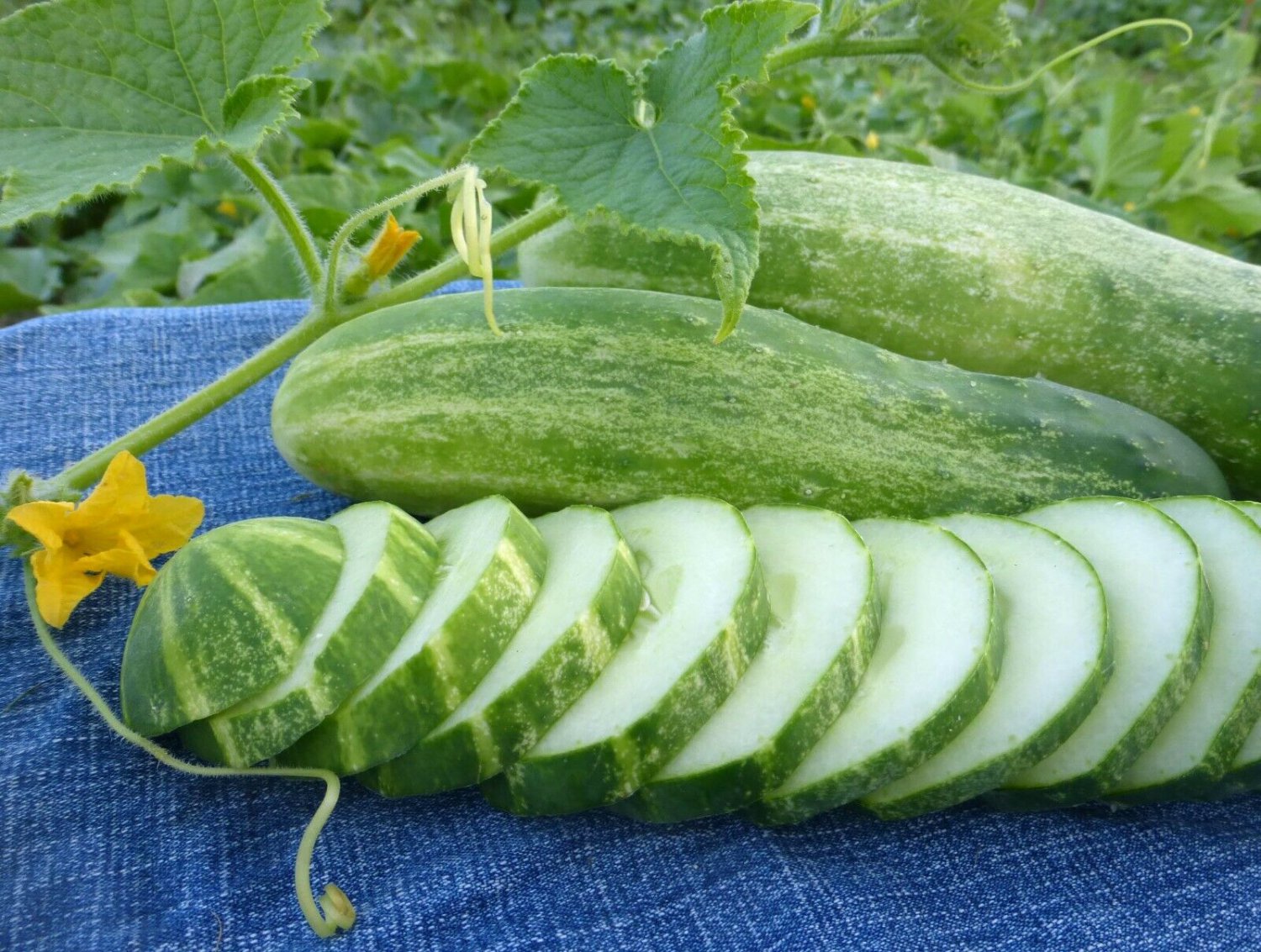Straight Eight Cucumber Seeds, NON-GMO, Heirloom, Variety Sizes, FREE SHIPPING