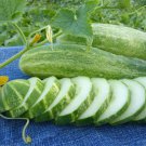 Straight Eight Cucumber Seeds, NON-GMO, Heirloom, Variety Sizes, FREE SHIPPING