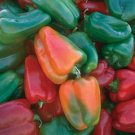 California Wonder Pepper 50 Seeds - Heirloom