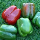 California Wonder Pepper Seeds- Heirloom 75+ 2020 Seeds The Best Bell Variety!