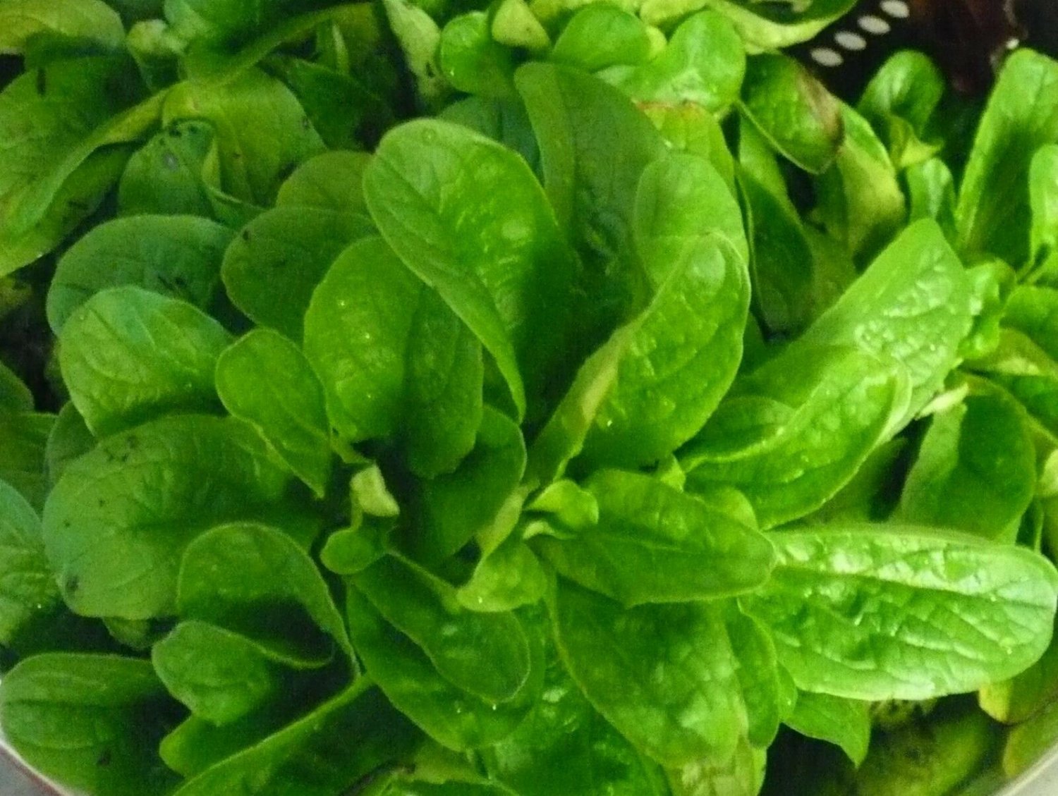 Corn Salad (Mache, Lamb's Lettuce) Seeds- Heirloom- 300+ 2018 Seeds
