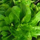 Corn Salad (Mache, Lamb's Lettuce) Seeds- Heirloom- 300+ 2018 Seeds