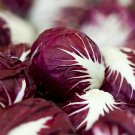 Radicchio- Verona Red- (Lettuce) Chicory 500+ 2020 Seeds