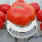 Lehrertomate Organic Tomato Seeds- 20+ 2019 Seeds for HUGE Tomatoes!
