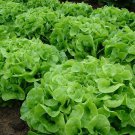 1000 GREEN OAKLEAF LETTUCE SEEDS 2020 (all non-gmo heirloom vegetable seeds!)