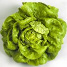 1000 BIBB BUTTERHEAD LETTUCE SEEDS 2020 ( NON-GMO FREE SHIPPING! )