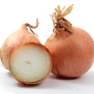 150 SPANISH YELLOW SWEET ONION SEEDS 2019 (non-gmo heirloom vegetable seeds!)