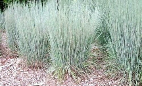501+ LITTLE BLUESTEM Seeds American Native Prairie Grass Clumping Ornamental