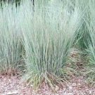 501+ LITTLE BLUESTEM Seeds American Native Prairie Grass Clumping Ornamental