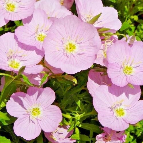 501+SHOWY/MEXICAN EVENING PRIMROSE Seeds Night Blooms Groundcover/Container SALE