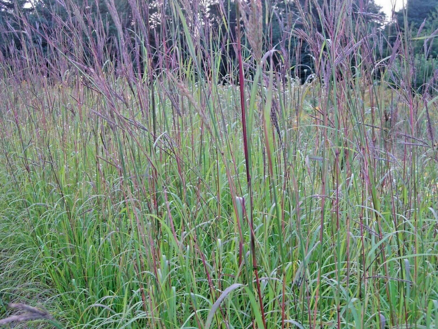 501+BIG BLUESTEM Seeds American Native Prairie Grass Clumping Ornamental Kansas