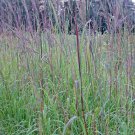 501+BIG BLUESTEM Seeds American Native Prairie Grass Clumping Ornamental Kansas