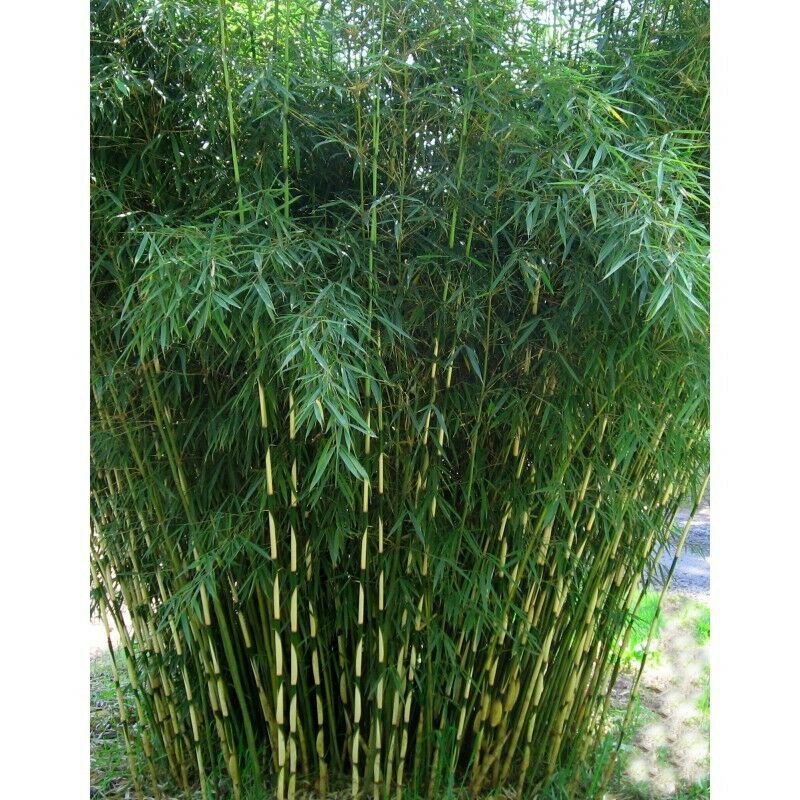 50 Fargesia Rare Umbrella Bamboo Seeds  Privacy Garden 