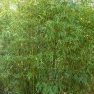 200 fresh Humilis Bamboo Seeds Phyllostachys Humilis Great privacy screen bamboo
