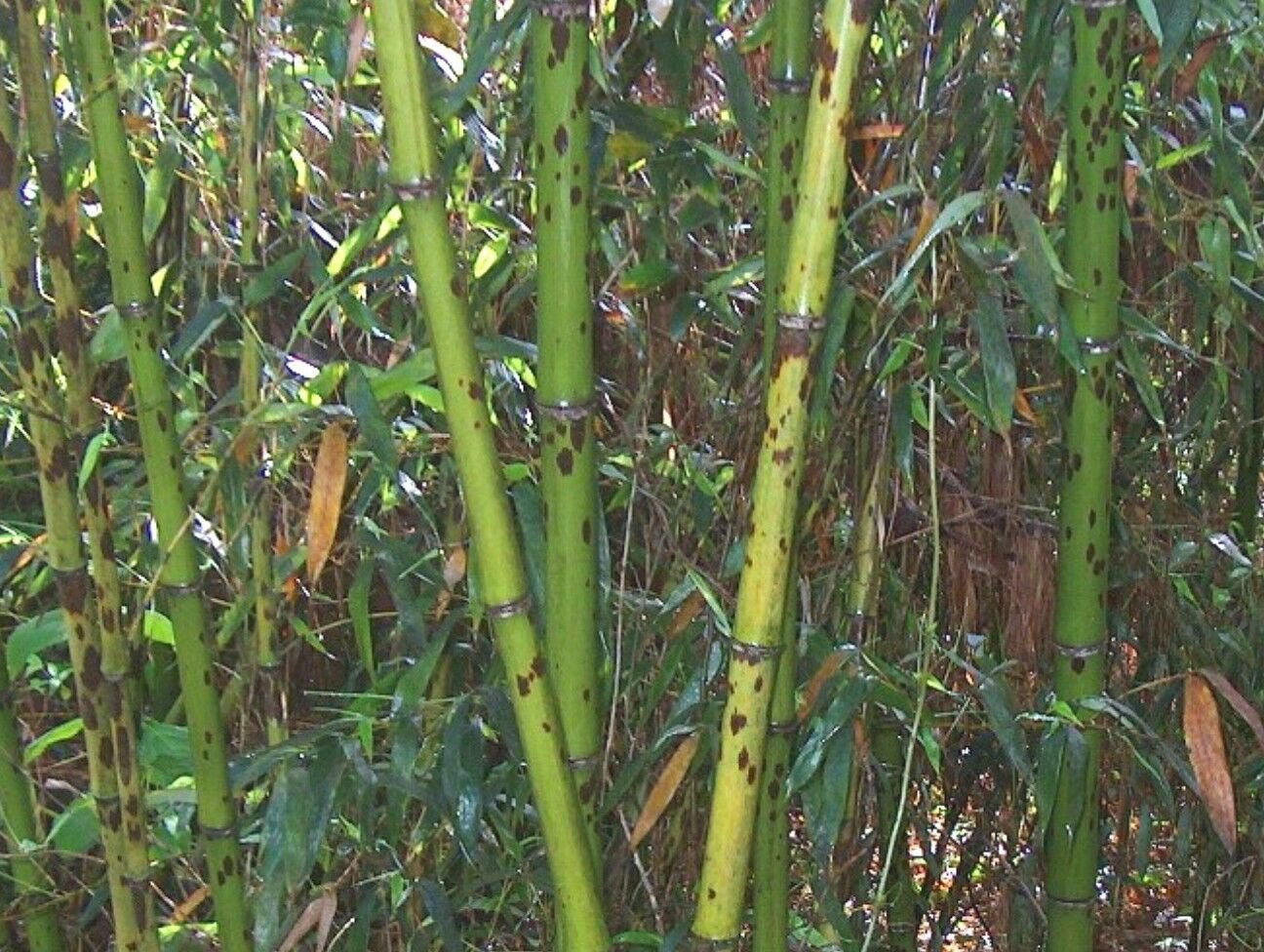 50+ Snake skin Timber bamboo seeds Phyllostachys nigra bory