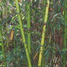 50+ Snake skin Timber bamboo seeds Phyllostachys nigra bory