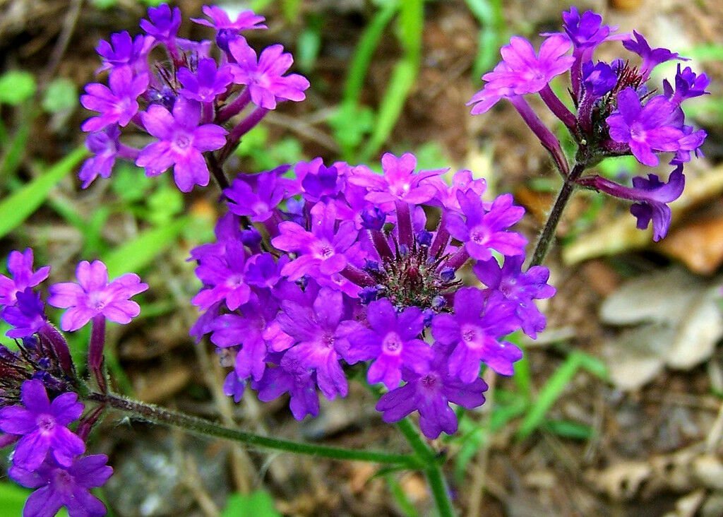 Moss Verbena Seeds, Perennial Ground Cover, Creeping, Perennial, Purple Flower