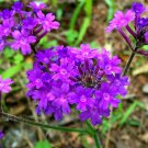 Moss Verbena Seeds, Perennial Ground Cover, Creeping, Perennial, Purple Flower