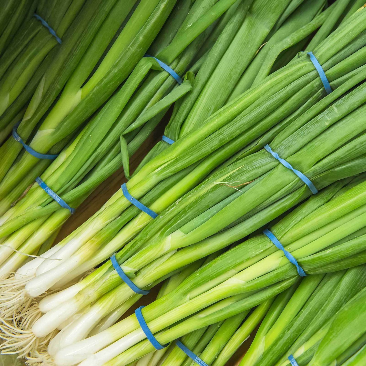 Evergreen White Bunching Onion Seeds, Scallions, NON-GMO, Heirlom, FREE SHIPPING