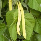 1/4 Oz or 20 Seeds, Golden Wax Bush Bean Seeds, Top Notch, NON-GMO, Heirloom, Variety Sizes