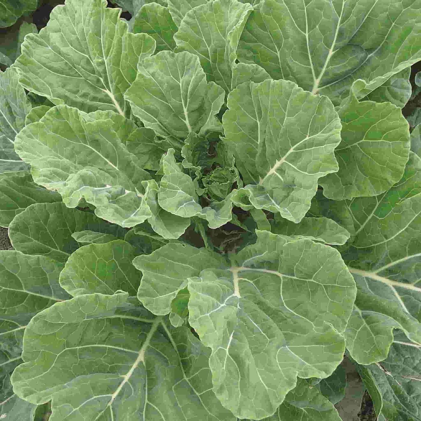 Collard Green Seeds, Georgia Southern, NON-GMO, Creole, Variety Sizes, FREE SHIP