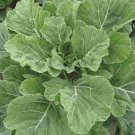 Collard Green Seeds, Georgia Southern, NON-GMO, Creole, Variety Sizes, FREE SHIP