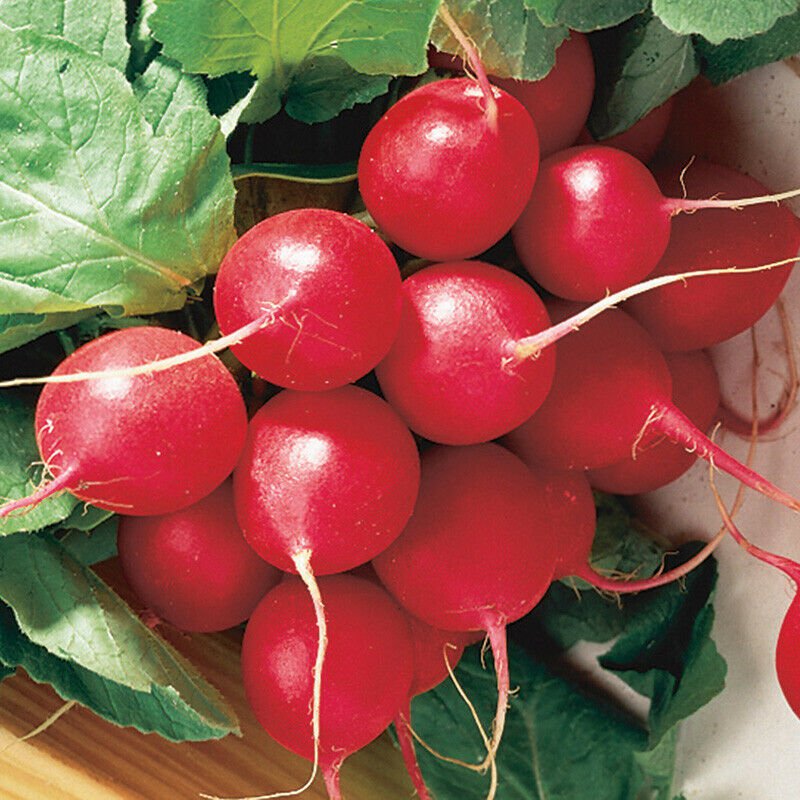 Cherry Belle Radish Seeds, NON-GMO, Fast Harvest, Variety Sizes, FREE SHIPPING