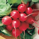 Cherry Belle Radish Seeds, NON-GMO, Fast Harvest, Variety Sizes, FREE SHIPPING