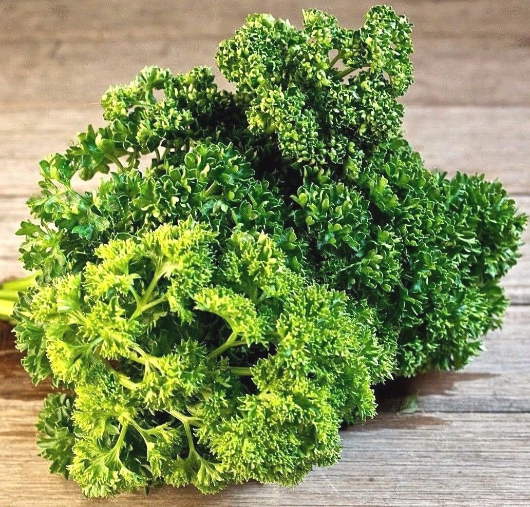 Parsley, Triple Moss Curled, NON-GMO, Variety Sizes, Garnish, FREE SHIPPING