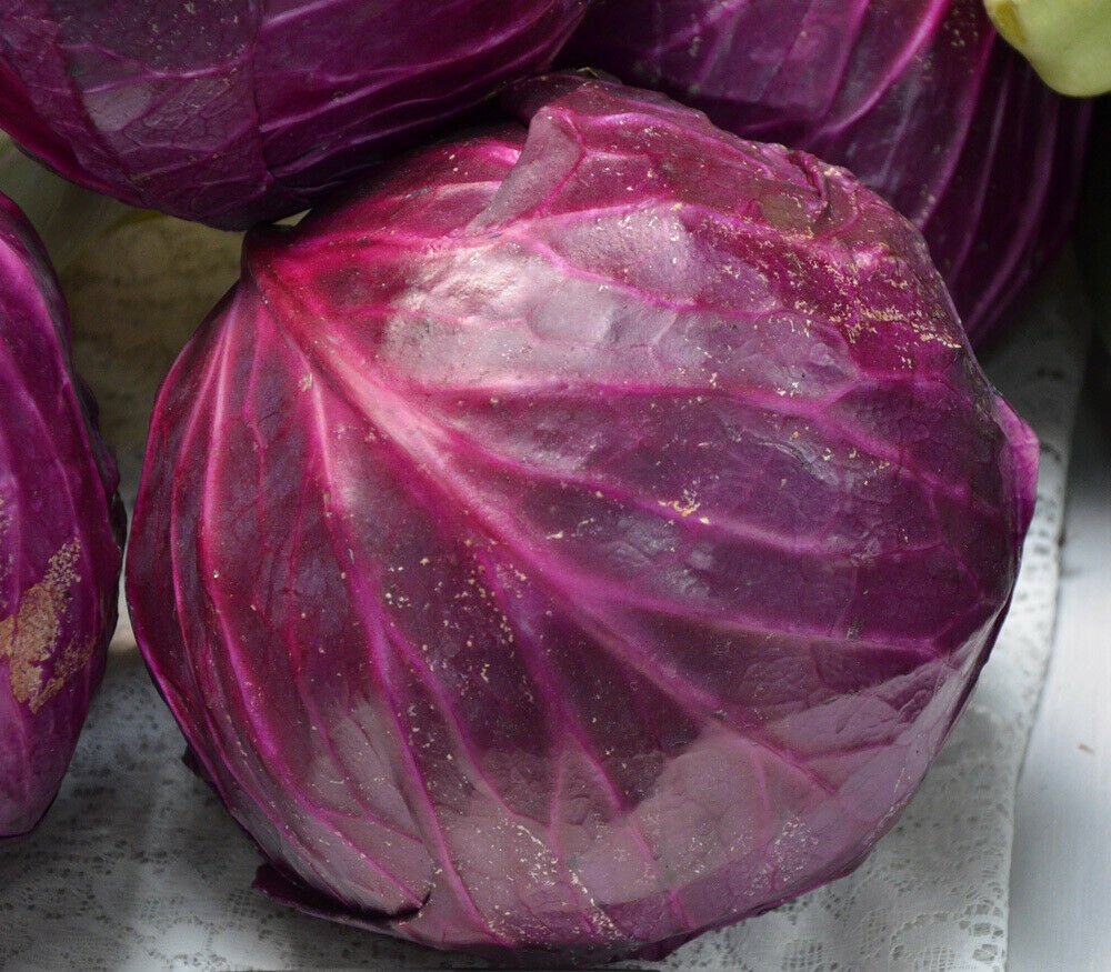 Red Acre Cabbage Seeds, Coleslaw, NON-GMO, Variety Sizes, FREE SHIPPING