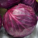 Red Acre Cabbage Seeds, Coleslaw, NON-GMO, Variety Sizes, FREE SHIPPING