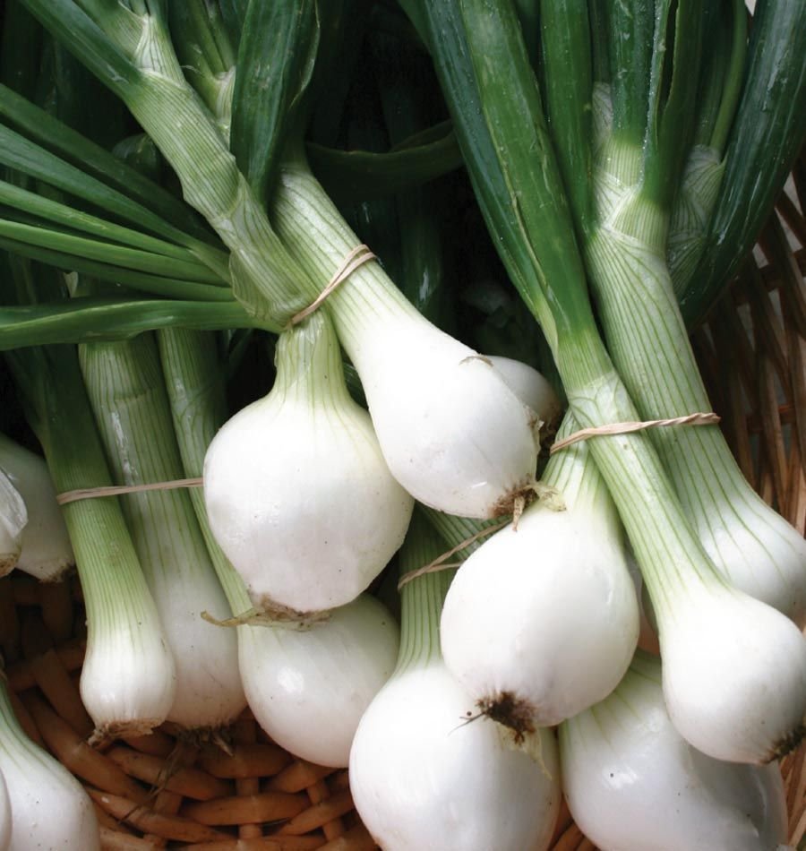 Crystal White Wax Onion Seeds, White Bermuda, Pearl Onion, Pickling, NON-GMO