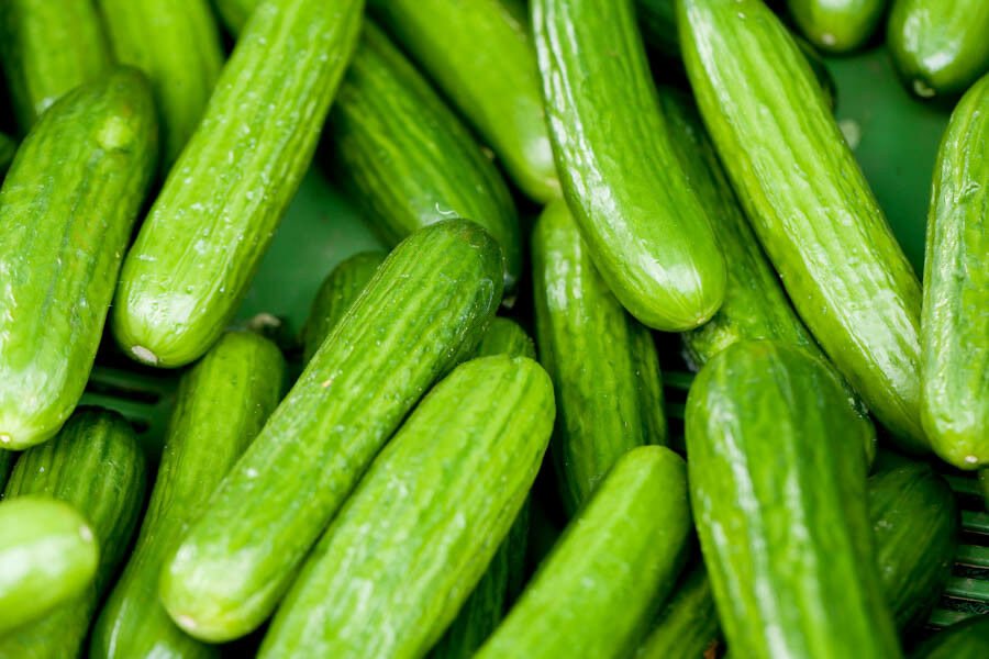 Persian Beit Alpha Cucumber Seeds, Lebanese Cucumber, NON-GMO, FREE SHIP