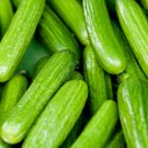 Persian Beit Alpha Cucumber Seeds, Lebanese Cucumber, NON-GMO, FREE SHIP