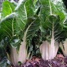 Lucullus Swiss Chard Seeds, NON-GMO, Salad Greens, Goosefoot, FREE SHIPPING