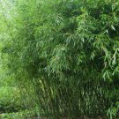 50 Bissetii Timber Bamboo Seeds Privacy Climbing Garden Clumping Shade Seed 550