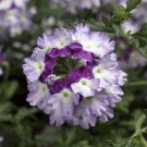 50 Verbena Seeds Obsession Twister Purple "NEW 2018" Flower Seeds