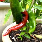 Guajillo Chili Pepper 200 Seeds, NON-GMO, Mexican Cuisine, Chile, Enchilada