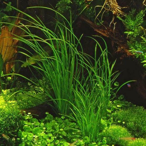 Cyperus Helferi Bunch Live Freshwater Aquatic Aquarium Plants BUY2GET1FREE