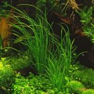 Cyperus Helferi Bunch Live Freshwater Aquatic Aquarium Plants BUY2GET1FREE