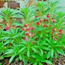 100+BALSAM CAMELLIA MIX Flower Seeds aka Impatiens Patio Container/Garden EASY