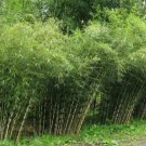 50 Rare Umbrealla Bamboo Seeds Privacy Garden Clumping Exotic Shade Screen