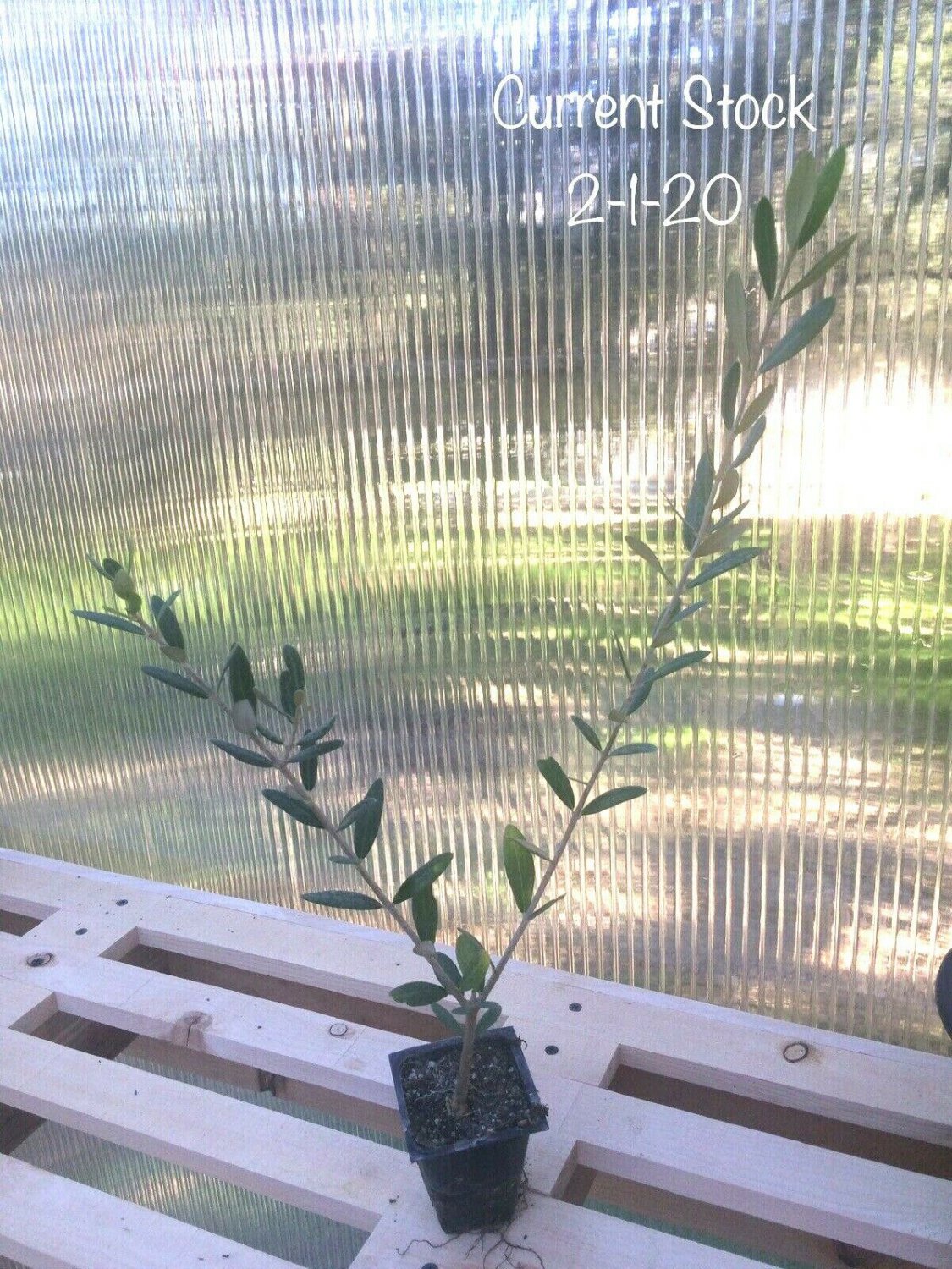 Olea europaea - 'Mission' - Live Olive Tree