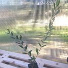 Olea europaea - 'Mission' - Live Olive Tree