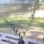 Olea europaea - 'Mission' - Live Olive Tree