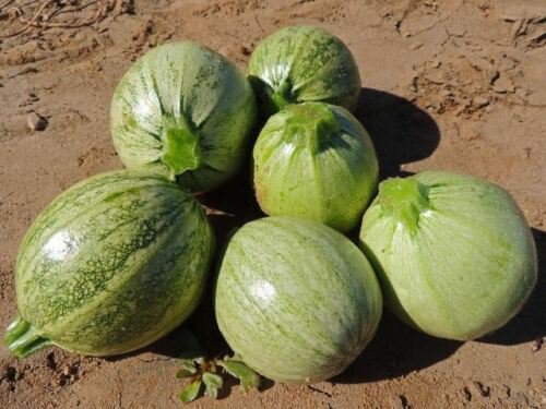 20 Seeds Zucchini ROUND summer squash unique garden heirloom casserole gourd