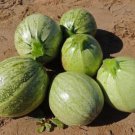 20 Seeds Zucchini ROUND summer squash unique garden heirloom casserole gourd